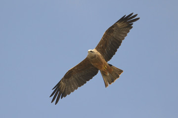 Black Kite Milvus migrans in flight, blue sky natural background