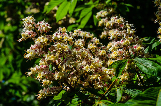 Flowers of the chestnut tree