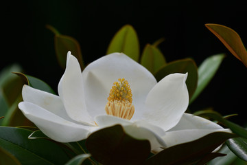 magnolia grandiflora