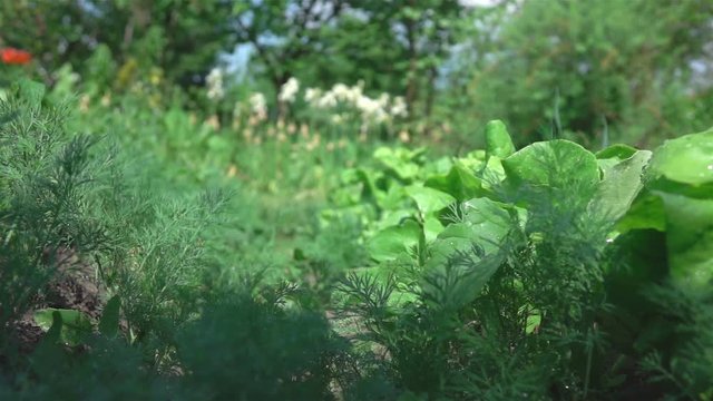 High quality video of vegetable patch in real 1080p slow motion 250fps