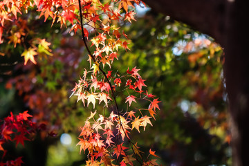 紅葉、カラフルな紅葉、秋の色