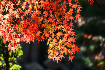 紅葉、カラフルな紅葉、秋の色