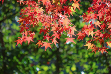 紅葉