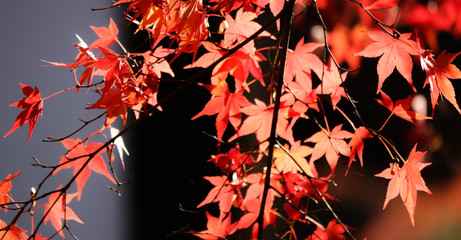 紅葉
