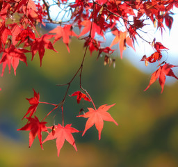 紅葉