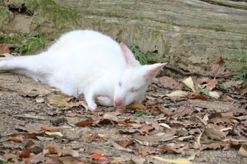 白いワラビー　お休み中