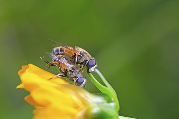 Two bees are mating