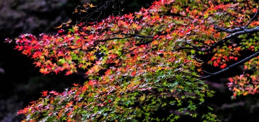 紅葉
