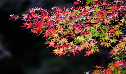 紅葉