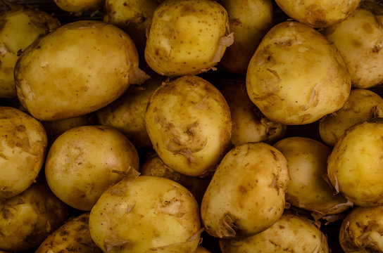 Background of the young potato