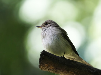 A wagtail of a wagtail on a branch on a blurry white-green bokeh background. Close-up. Nature.