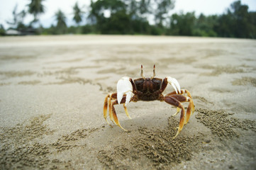Mini crab on the beach