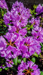 Obraz premium Rhododendron. Bush with pink flowers.