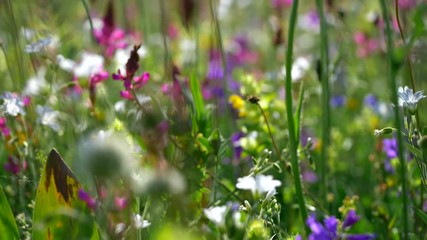 Fresh green meadows and blooming flowers. Camera moving through alpine meadow with colorful flowers