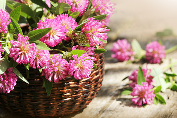 Clover flowers in a basket. Herbs harvesting of medicinal raw materials