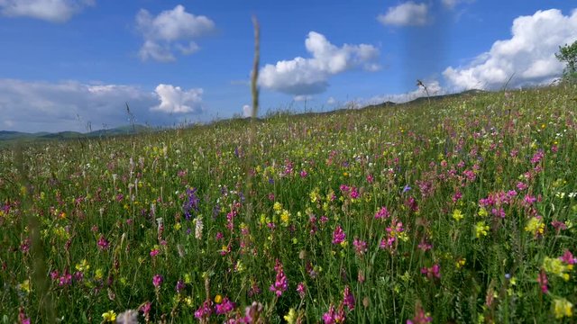 Camera moving through alpine meadow with colorful flowers. Fresh green meadows and blooming flowers. Steadycam shot. UHD, 4K