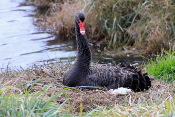 Black Swan on Nest