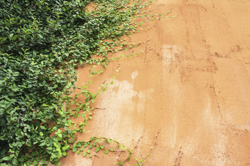  green fern leaves on old cement wall, Vintage color effect style, orange wall,Old walls of the orange stone stacked beautifully, red brick wall