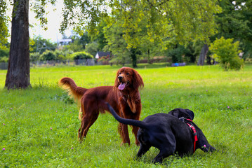Setter and cane corso in the summer park