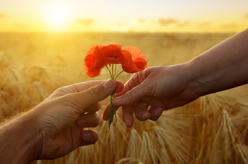 Hand gives a flower of poppies with love at sunset. Romantic concept.
