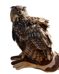 Eagle owl ( Bubo Bubo ) on a hand of a falconer isolated on a white background.