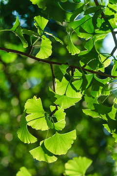 Gingko Biloba Tree In The Park