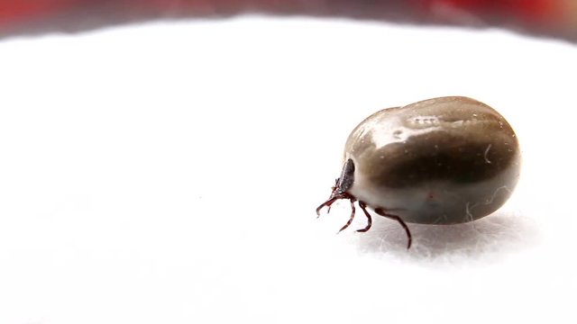 Dangerous parasitic arachnid - tick (engorged)  Blood-sucking carrier of various diseases.