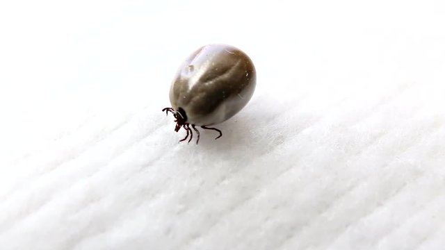 Dangerous parasitic arachnid - tick (engorged)  Blood-sucking carrier of various diseases.
