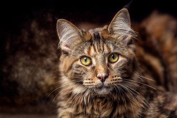 Junge Maine Coon Katze liegend