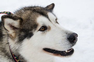 Alaskan malamute sideview portrait.