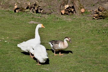 Goose on the walk