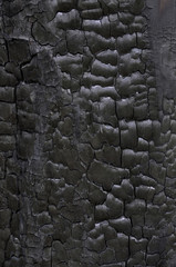 texture charred black tree trunk after a fire