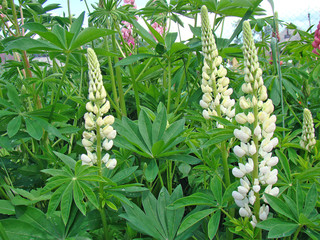 Obraz premium Lupins on the flowerbed