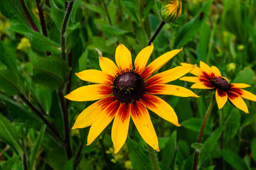Black eyed susan flower on summer