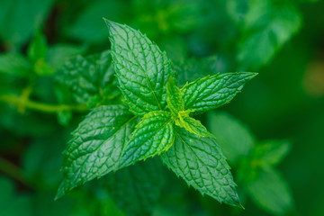 Mint, Mint is a vegetable aroma. Remove mint flavoring used in many foods.