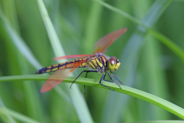 A dragonfly is on a grass branch