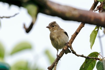 Young Chaffinch Songbird Bird Perching on a Branch - Wales, UK