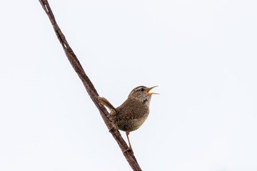 Wren Songbird 