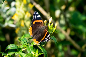 red admiral vanessa atalanta butterfly