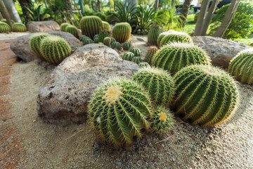  Cactus In the garden of happiness