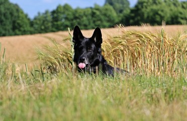 schäferhund im kornfeld