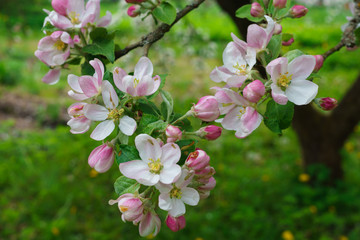 Flowering branches of apple trees, in a rustic garden.