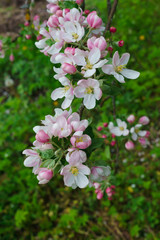Flowering branches of apple trees, in a rustic garden.