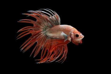 Fototapeta premium Crowntail Betta
