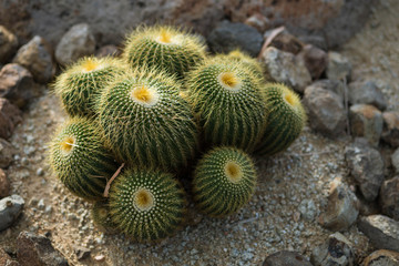  Cactus In the garden of happiness