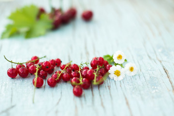 Berries of red currant summer vitamins background crop on blue.