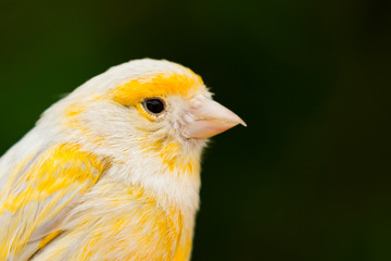 Beautiful yellow canary
