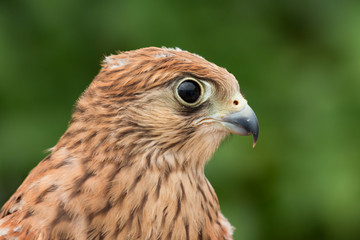 Young kestrel with a beautiful plumage