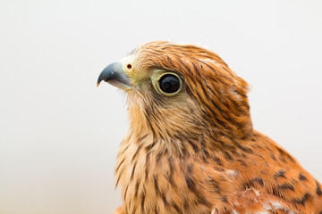Young kestrel with a beautiful plumage