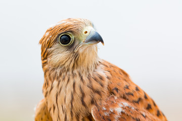 Young kestrel with a beautiful plumage